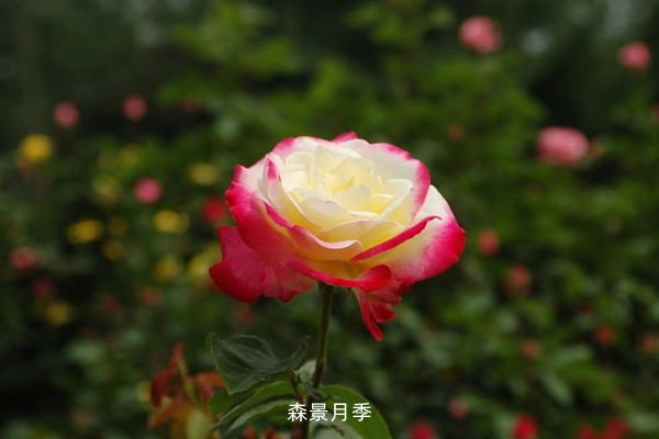 月季花春季修剪详细攻略(图1)