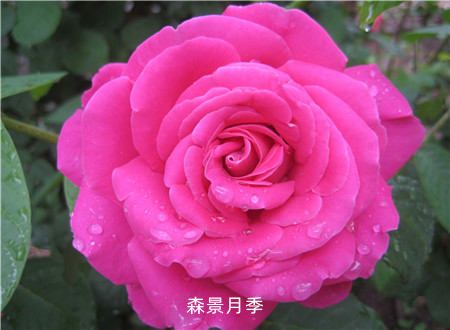 月季花春季修剪详细攻略(图3)