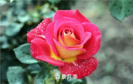 月季花春季修剪详细攻略(图4)