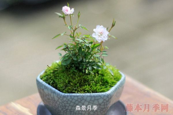 世界排名**月季花(多角度排名)(图4)