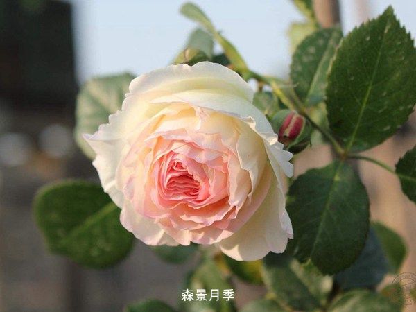 世界排名**月季花(多角度排名)(图2)