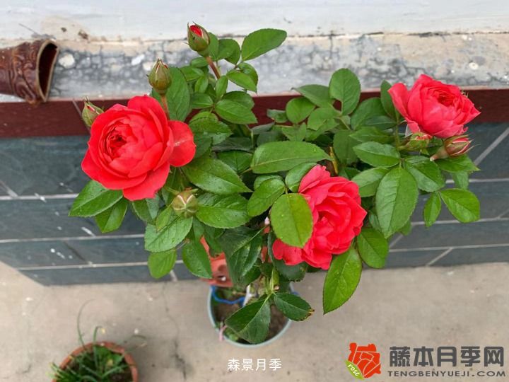 在东北月季什么季节移栽(图1)