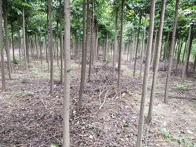 大叶女贞种子如何种植技术？大叶女贞种植管理技术(图1)