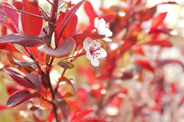 红叶李适合庭院种植吗？红叶李种植时间及管理(图1)