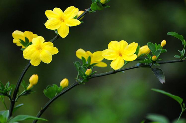 迎春花的特点有哪些？迎春花的特点和象征意义(图1)