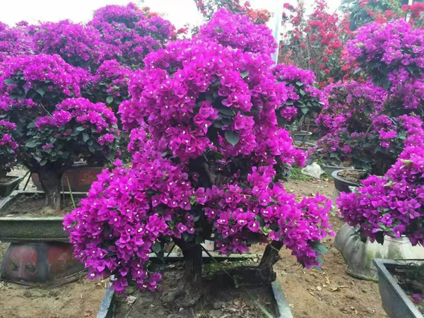 三角梅夏天可以换盆吗？三角梅花期可以换盆吗？(图1)