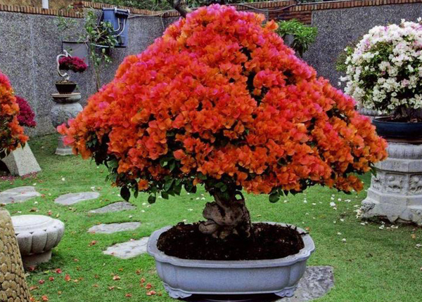 三角梅夏天可以换盆吗？三角梅花期可以换盆吗？(图3)