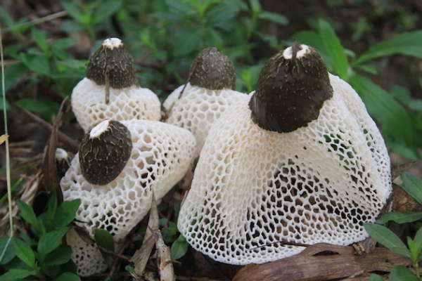 竹荪适合在哪里种植？竹荪种植技术(图1)