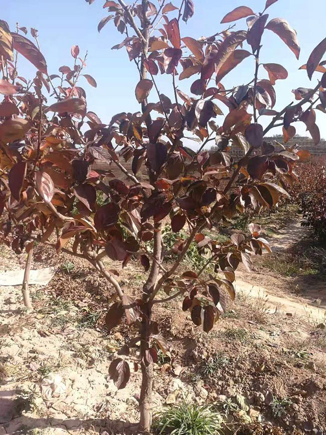 紫叶稠李什么时间种植？紫叶稠李种植技术(图3)