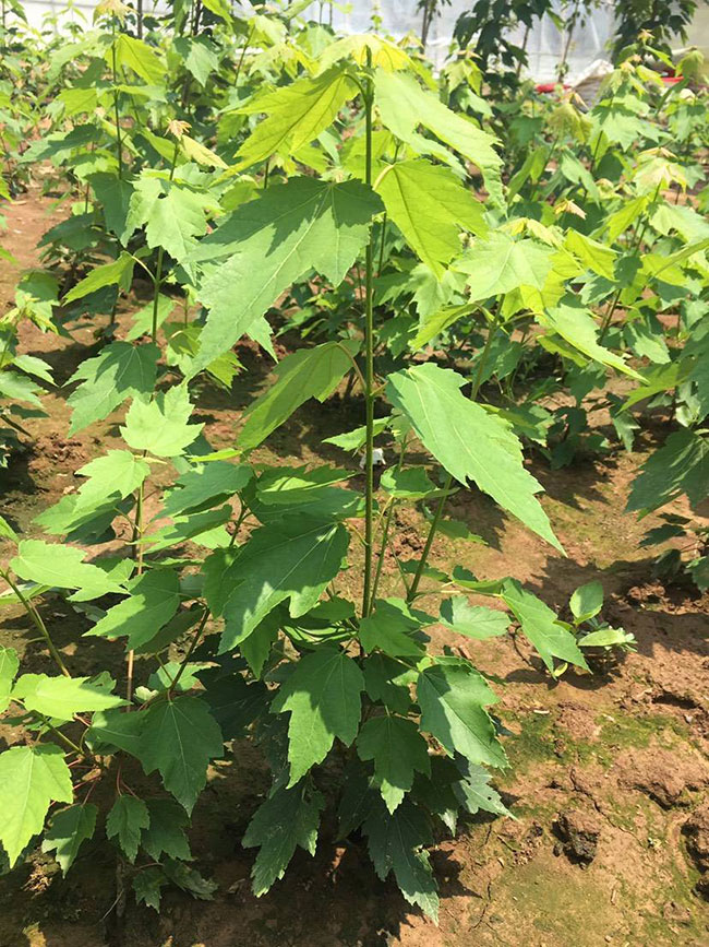 日本红枫怎么种植？日本红枫种植技术(图1)