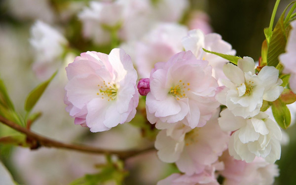 樱花什么时候移栽？樱花移栽的注意事项(图2)