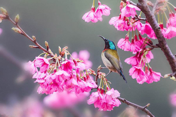 樱花什么时候移栽？樱花移栽的注意事项(图3)