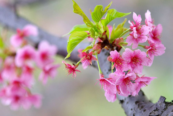樱花什么时候移栽？樱花移栽的注意事项(图1)
