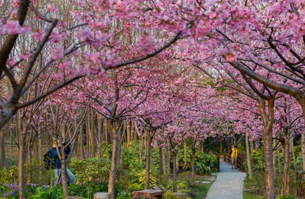 樱花怎么种植？红叶樱花种植技巧(图3)