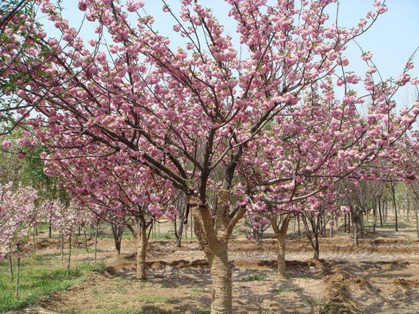 樱花怎么种植？红叶樱花种植技巧(图2)