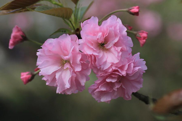 樱花怎么种植？红叶樱花种植技巧(图1)