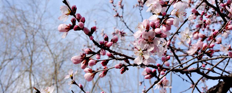 庆阳的市花是什么花(图1)