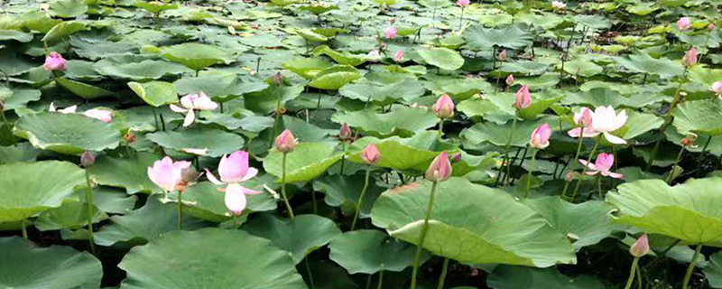 东营的市花是什么花(图1)