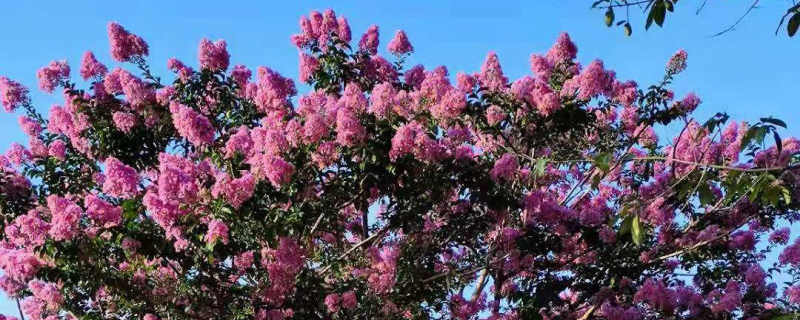 襄阳的市花是什么花(图1)