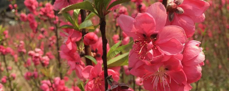 林芝的市花是什么花(图1)