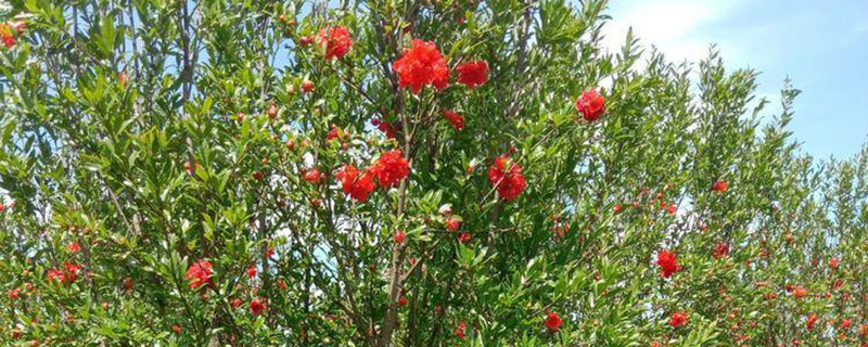 西安的市花是什么花(图1)