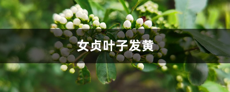 女贞黄叶的原因和处理办法(图1)