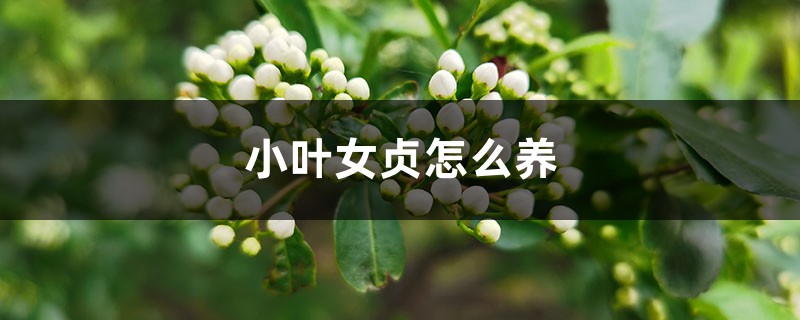 小叶女贞怎么养(图1)