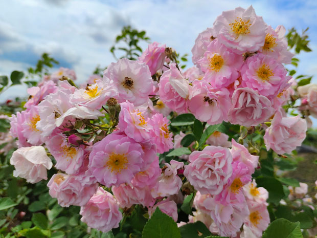 蔷薇花的花语(图1)