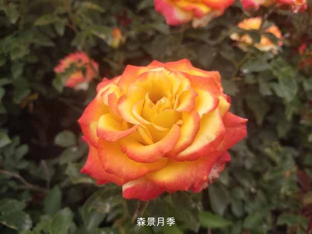 哪些花一年四季都可以盛开？(图1)
