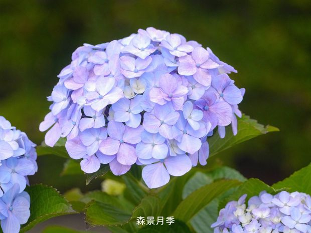 白色绣球花的花语是什么？(图1)