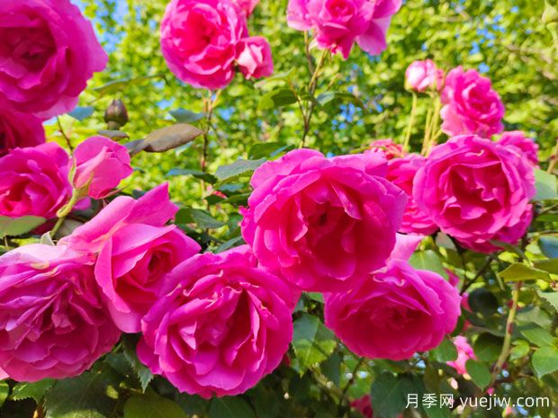 新手也能养好月季花，养好月季的5个简单步骤(图1)