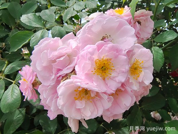 ​蔷薇如何开花繁茂？蔷薇花与月季花怎么区别？(图1)