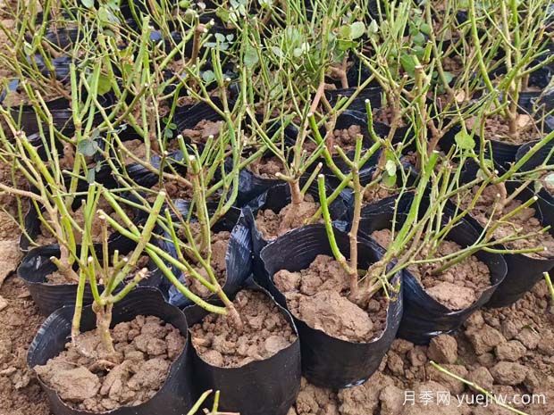 月季裸根苗是否需要浸泡后才可栽植(图1) 月季裸根苗是否需要浸泡后才可栽植(图1)