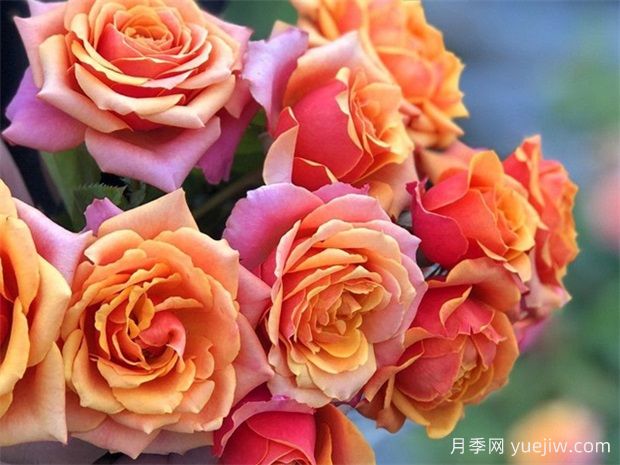 12个永远系列月季品种,开花勤不占地,小阳台首推(图1) 12个永远系列月季品种,开花勤不占地,小阳台首推(图1)