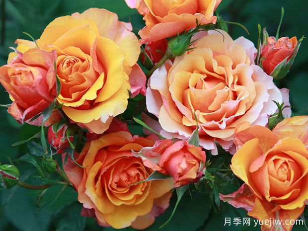 12个永远系列月季品种,开花勤不占地,小阳台首推(图2) 12个永远系列月季品种,开花勤不占地,小阳台首推(图2)