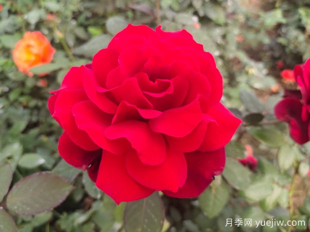 新手如何养好月季花?(图1) 新手如何养好月季花?(图1)