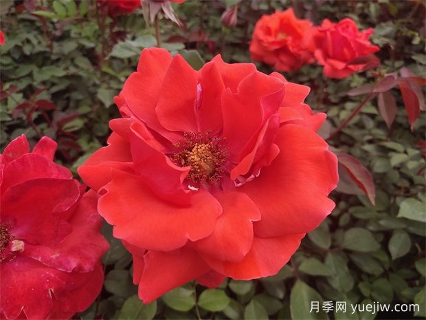 如何选择适合的大花月季景观品种？(图1)