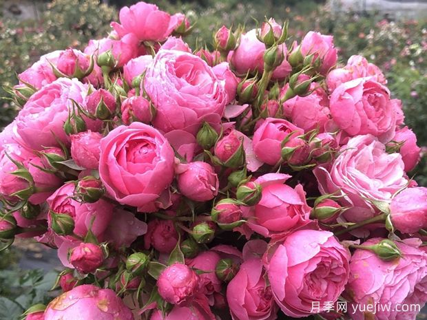 六个好看又好养的花?必须有月季花(图1) 六个好看又好养的花?必须有月季花(图1)