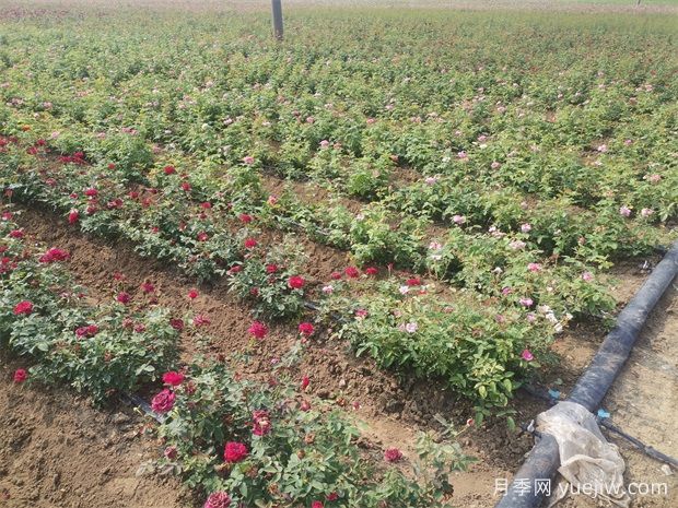 2024年苗木企业怎样体面转型?(图1) 2024年苗木企业怎样体面转型?(图1)