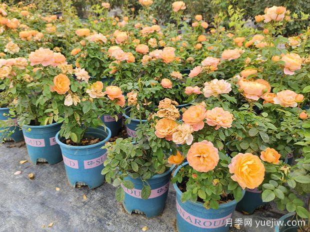 月季苗春季生机勃发，控根盆助力月季茁壮成长(图1)