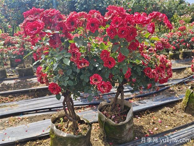 花友养护月季要重视的这问题(图1) 花友养护月季要重视的这问题(图1)