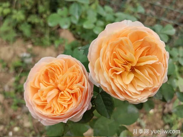 强烈推荐的这6款月季，颜值都巨高，喜欢月季的千万不要错过(图5)