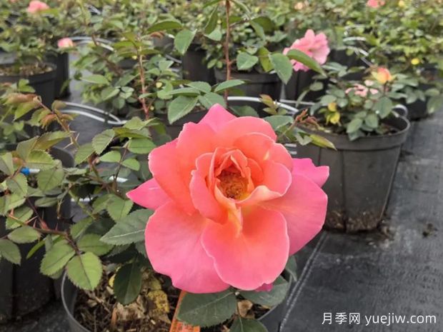 果汁绝代佳人月季(图3)