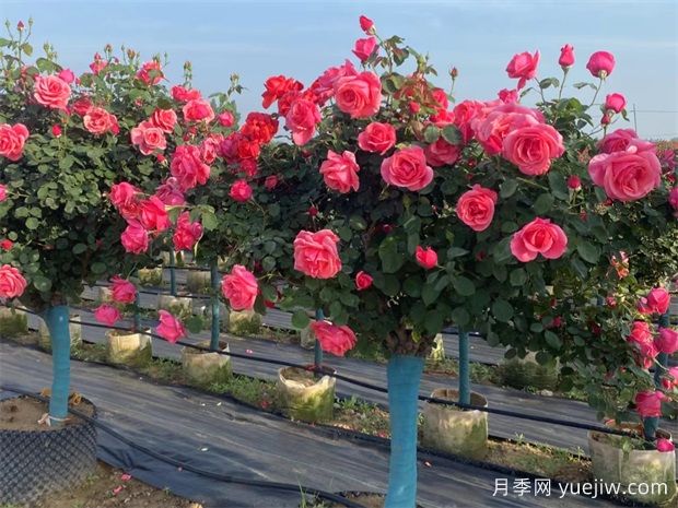 月季想要开的好，春季抹芽很关键(图1)