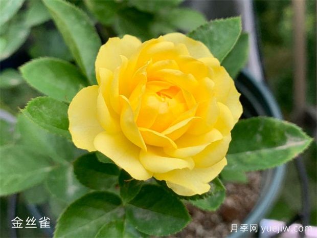 金丝雀月季优缺点总结，养护做好两个点花开不断(图2)