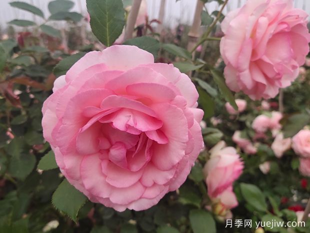 8款***值得种的爬藤月季花，每一种都无法自拔(图1)