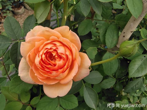 8款***值得种的爬藤月季花，每一种都无法自拔(图2)