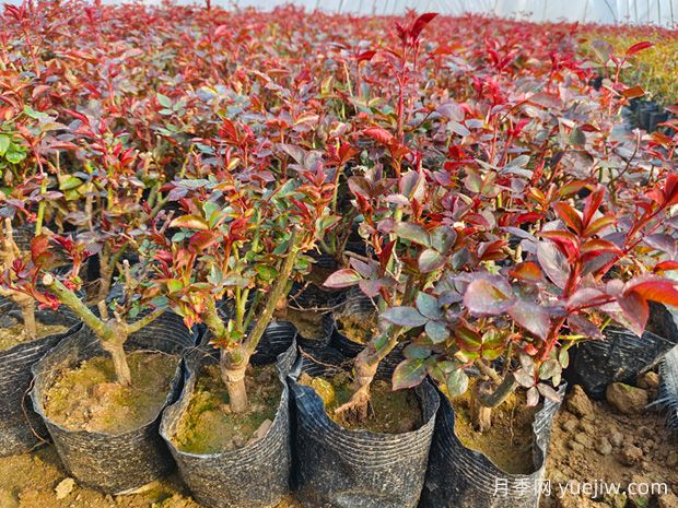 月季春天萌芽处理办法(图1) 月季春天萌芽处理办法(图1)