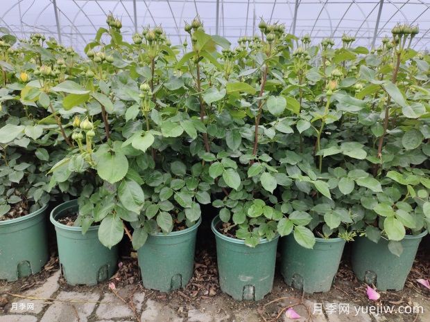 移栽带花苞的月季需要修剪吗(图1) 移栽带花苞的月季需要修剪吗(图1)