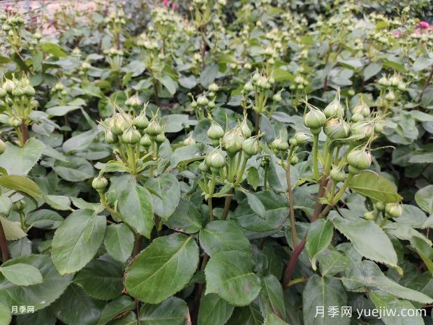 灌木月季笋芽是否要剪(图1) 灌木月季笋芽是否要剪(图1)